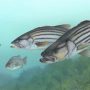 Striped_bass_FWS_1