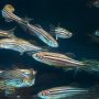 Le petit poisson-zèbre : un grand allié pour la recherche Zebrafish_(26436913602)