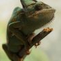 L’effet caméléon chez l’être humain L_effet caméléon chez l_humain(2)